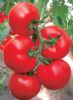 供应凯琳5968—大红番茄种子
