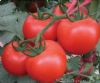 供应美欣F1—番茄种子