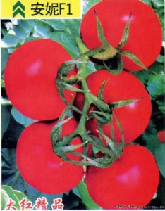供应安妮F1—番茄种子