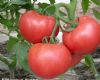 供应优质粉红沙瓤西红柿