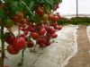 供应优质西红柿种子