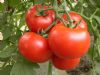 供应优质番茄—双赢蔬菜