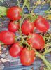 供应农杂4号 F1—番茄种子