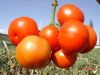 供应红樽1号—番茄种子