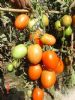 供应精灵番茄—番茄种子
