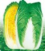 供应CR1573—白菜种子