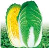 供应春黄—白菜种子