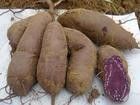 供应一级优质脱毒红薯种子种苗