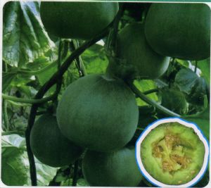 供应翠玉—甜瓜种子