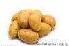 供应荷兰十五土豆