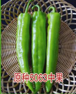 供应原种5063中果-辣椒种子