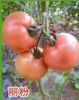 供应丽粉-番茄种子