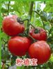 供应粉德宝-番茄种子