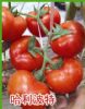供应哈利波特-番茄种子