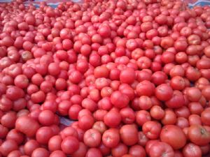 供应硬粉西红柿