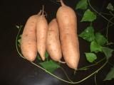 供应2014农科院供应优质脱毒红薯种子