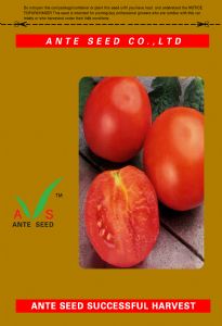 供应安特3110－番茄种子