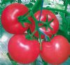 供应福泽瑞518-番茄种子