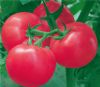 供应福祥-番茄种子