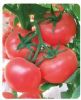 供应欧洲粉冠-番茄种子