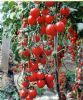 供应佳丰1号F1—番茄种子