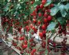 供应红卡拉F1—番茄种子