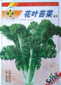 供应花叶苔菜—苔菜种子