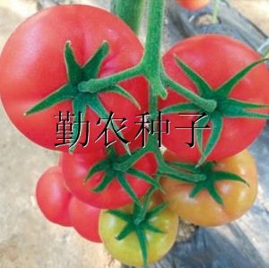 供应浩美003番茄种子