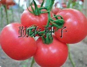 供应浩美005番茄种子