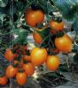 供应黄蜜橙F1—番茄种子