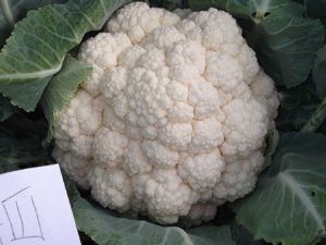 供应超级富士—白花菜种子