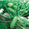 供应赛玉——西葫芦种子