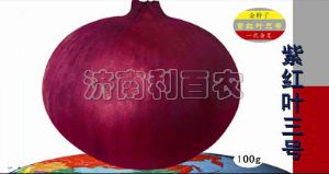 供应紫红叶三号—洋葱种子