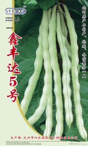 供应鑫丰达5号—架豆种子
