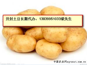 供应通许县土豆