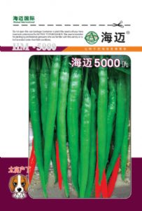 供应海迈5000—辣椒种子
