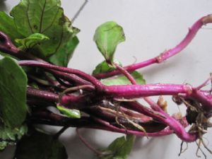 供应脱毒紫薯种子