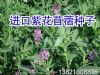供应紫花苜蓿种子