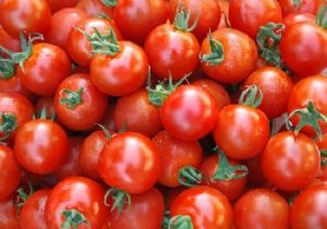 供应番茄 西红柿
