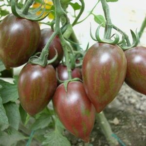 供应黑番茄种子 黑宝
