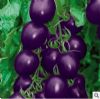 紫圣果小番茄种子20粒热卖 家庭小园