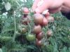 日本进口黑番茄种子