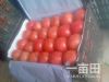 西红柿大量供应