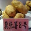 优质土豆供应 冀張薯8号 紫花白