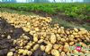 大量土豆马铃薯供应