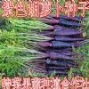 紫胡萝卜种子供应