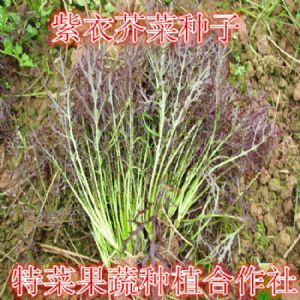 紫衣芥菜种子供应