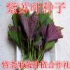 紫叶苏种子供应