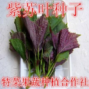 紫叶苏种子供应