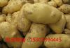 荷兰十五土豆供应